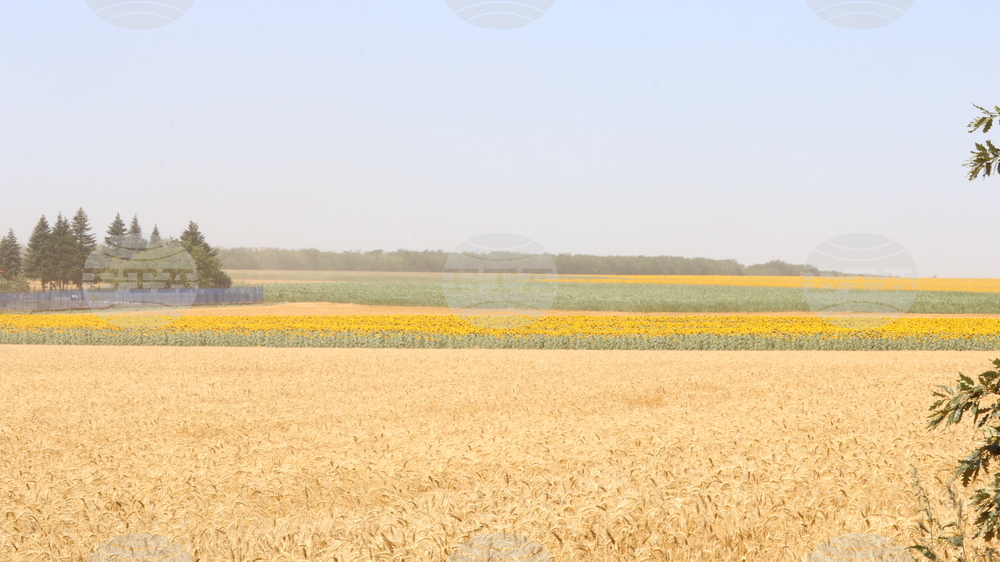 Генерал Тошево - жътва