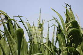 Генерал Тошево - жътва