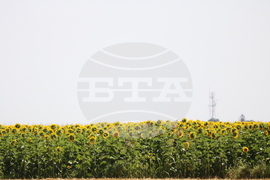 Генерал Тошево - жътва