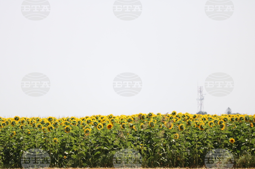 Генерал Тошево - жътва