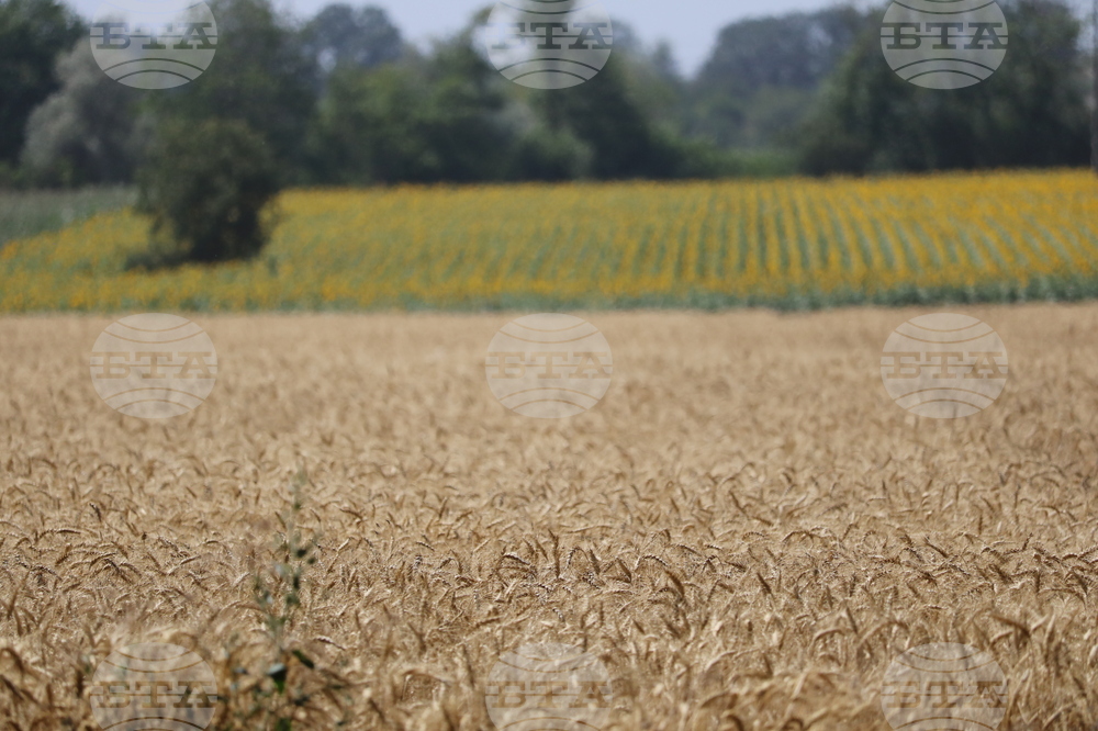 Генерал Тошево - жътва