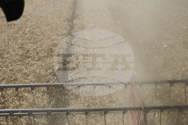 Генерал Тошево - жътва