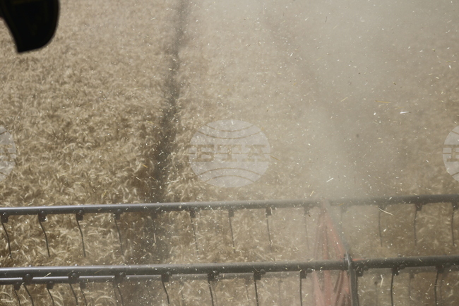 Жътвата на пшеница в област Добрич почти е приключила, средният добив е 646,5 кг/дка