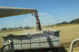 Генерал Тошево - жътва