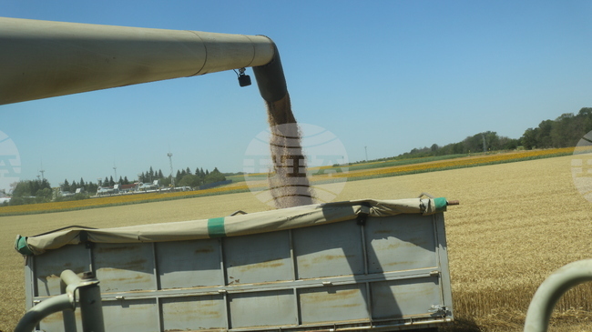 Цените на пшеницата на световните борси тази седмица са повлияни от метеорологичния риск и активните търговски потоци, посочват от ССБ