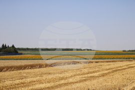 Генерал Тошево - жътва