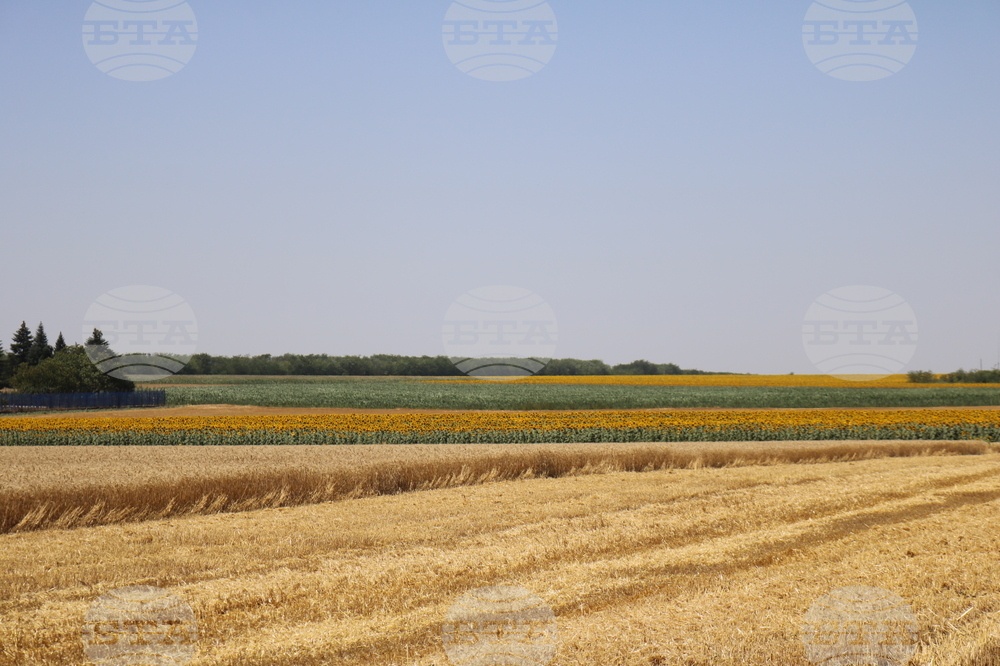 Генерал Тошево - жътва