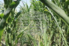 Генерал Тошево - жътва