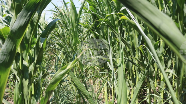 Умерено възстановяване на цените на зърнените култури на стоковите пазари в края на февруари отчитат експертите на Софийската стокова борса