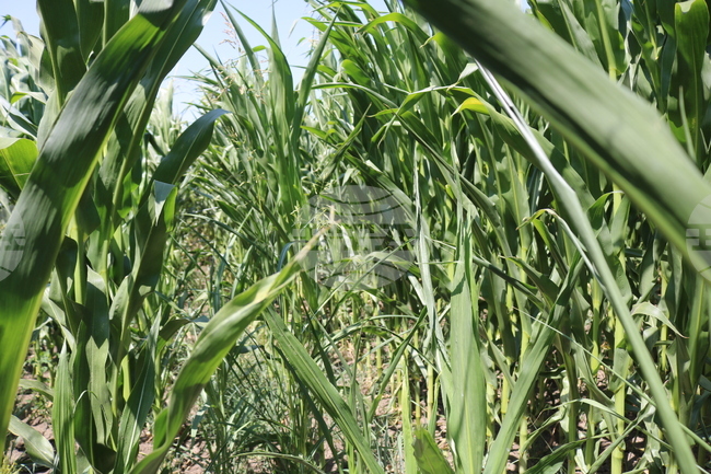 Умерено възстановяване на цените на зърнените култури на стоковите пазари в края на февруари отчитат експертите на Софийската стокова борса