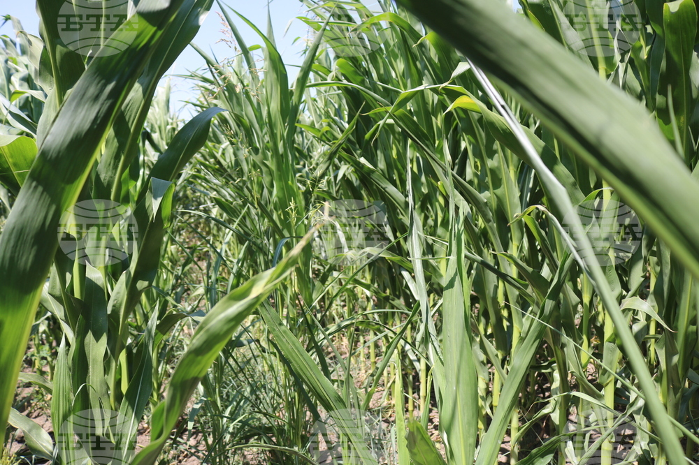 Генерал Тошево - жътва