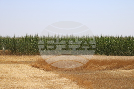 Генерал Тошево - жътва