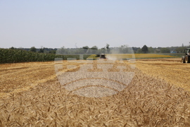 Генерал Тошево - жътва