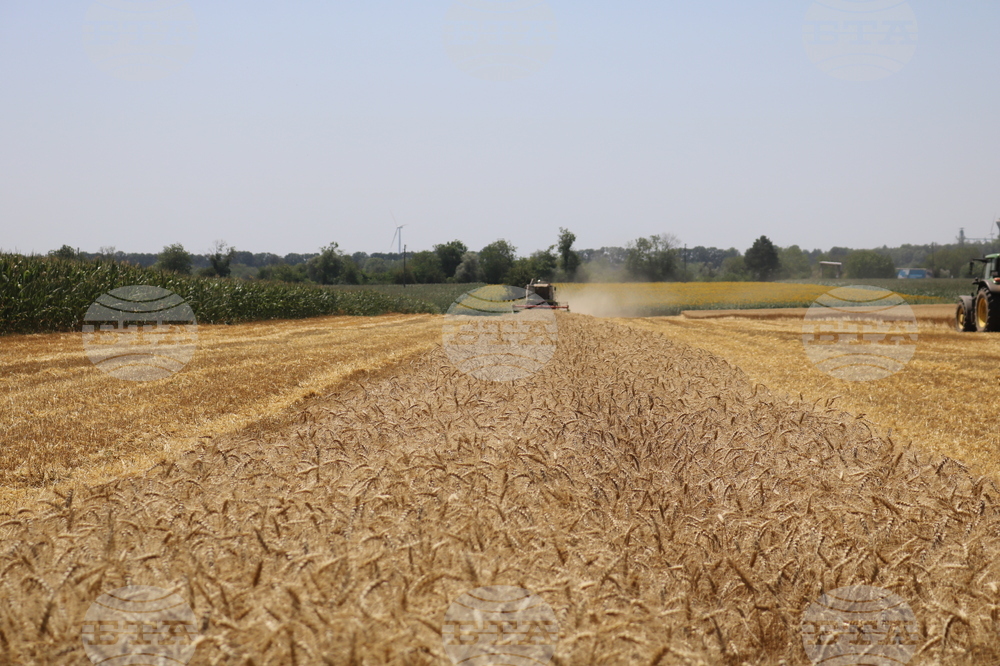 Никой няма да знае какъв хляб яде, ако се приеме новият регламент на ЕК относно растенията, създадени чрез нови геномни техники, алармира браншова организация 