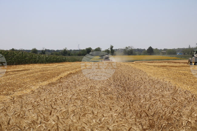 Никой няма да знае какъв хляб яде, ако се приеме новият регламент на ЕК относно растенията, създадени чрез нови геномни техники, алармира браншова организация 