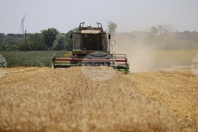 Жътвената кампания при пшеницата в област Добрич приключи при среден добив 652,9 кг/дка