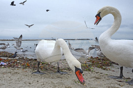 Варна - лебеди