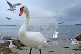 Варна - лебеди