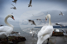 Варна - лебеди
