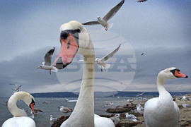 Варна - лебеди