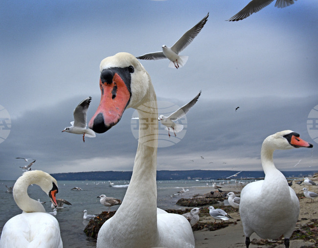 Варна - лебеди