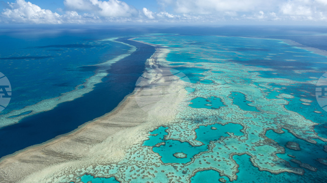 Големият бариерен риф понася рекордно избелване