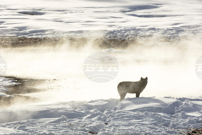 Учени наблюдаваха първото известно използване на сечива при диви вълци 