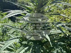 Снимка: МВР