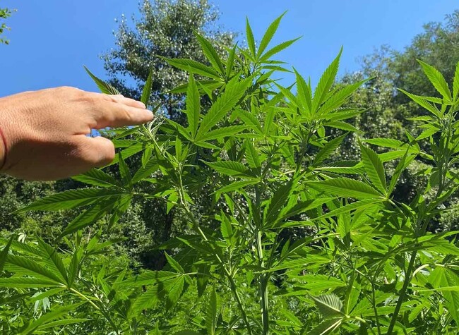 МВР: Служители от ГДБОП откриха нива с канабис в землището на с. Шатрово