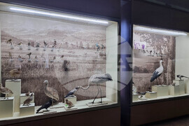 Плевен - музей - отдел „Природа"