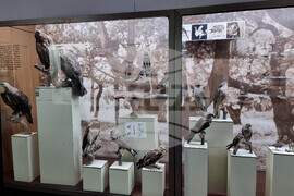 Плевен - музей - отдел „Природа"