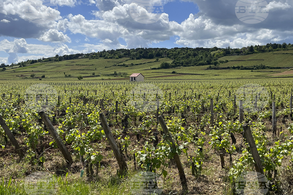Галисия, новото Елдорадо на виното