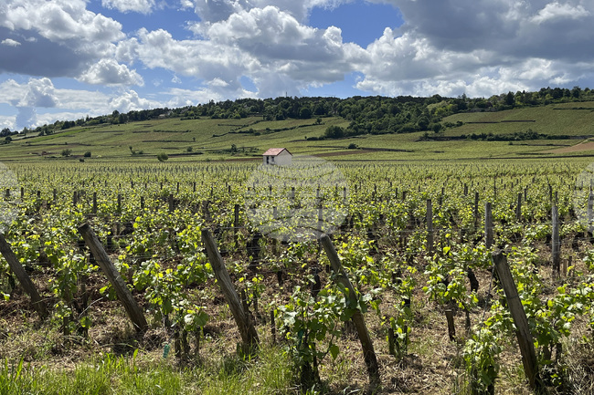 Галисия, новото Елдорадо на виното
