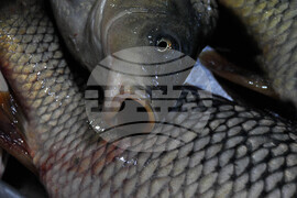 Бургас - рибен пазар