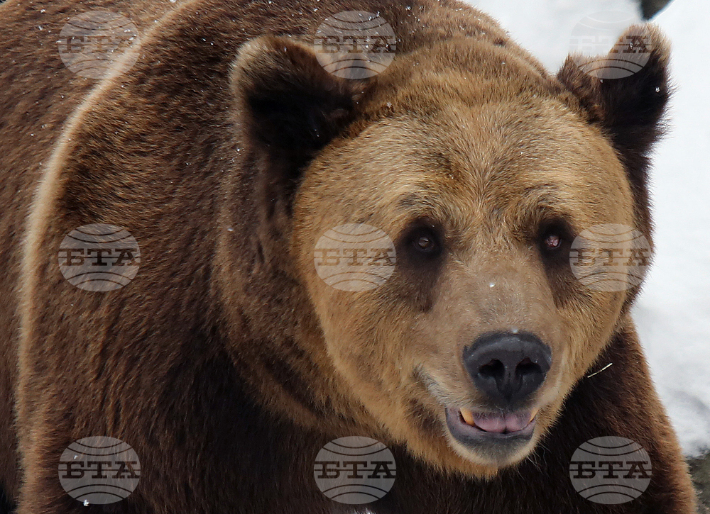 Шест сигнала за нападения от мечки са постъпили в РИОСВ – Смолян през март