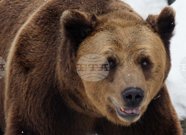 Шест сигнала за нападения от мечки са постъпили в РИОСВ – Смолян през март