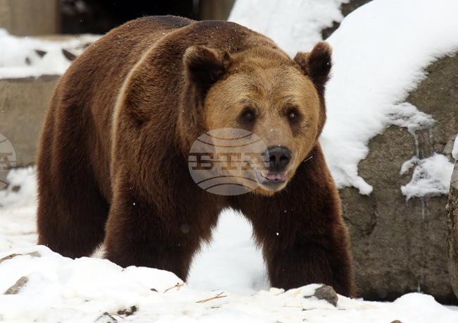 Sofia Zoo's Dessi - One of World's Oldest Himalayan Bears in Captivity - Turns 38