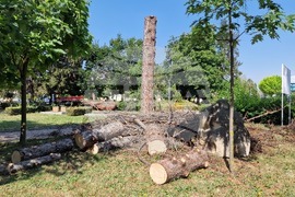Разград - изсъхнали дървета - премахване
