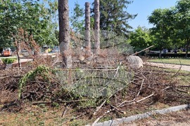 Разград - изсъхнали дървета - премахване