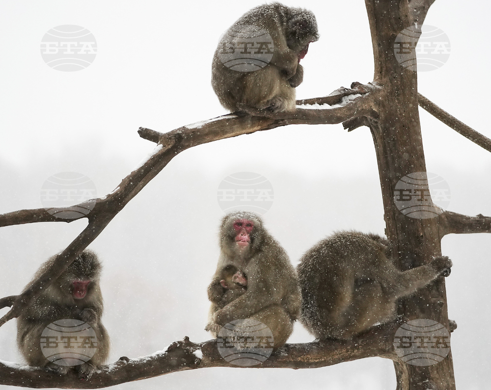 Изоставено от майка си бебе макак намери утеха в плюшен орангутан в японски зоопарк