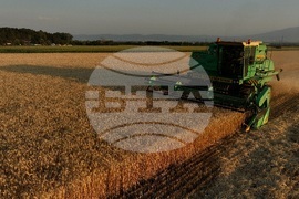 Село Локорско - жътва