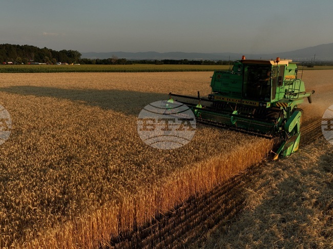 Село Локорско - жътва