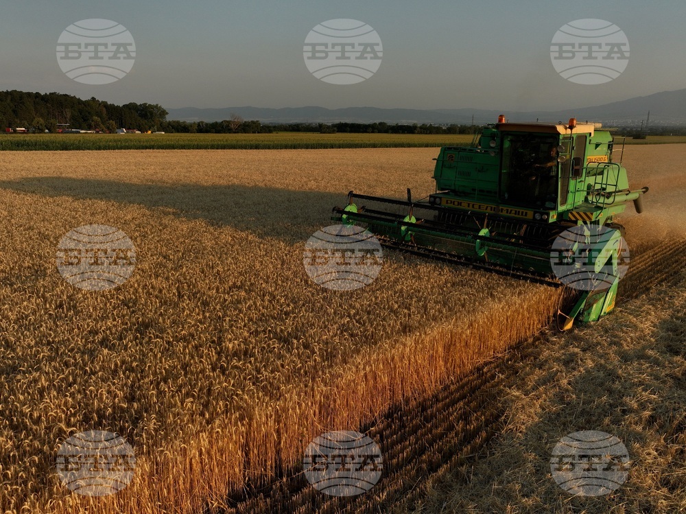 Село Локорско - жътва