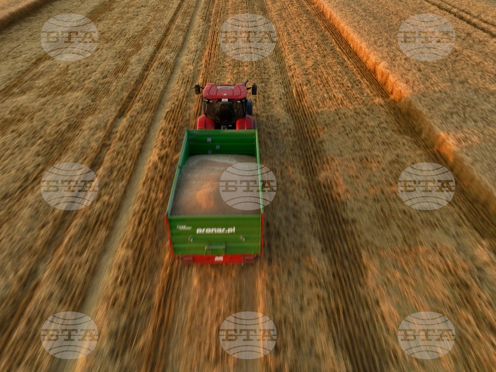 Село Локорско - жътва