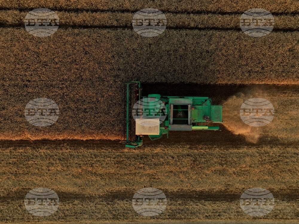 Село Локорско - жътва