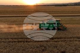 Село Локорско - жътва