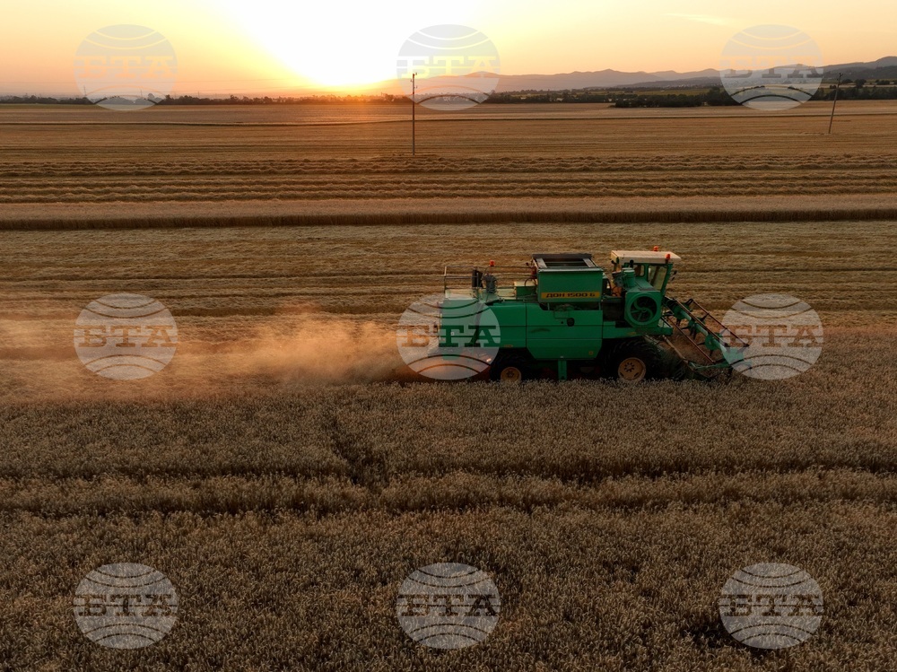 Село Локорско - жътва