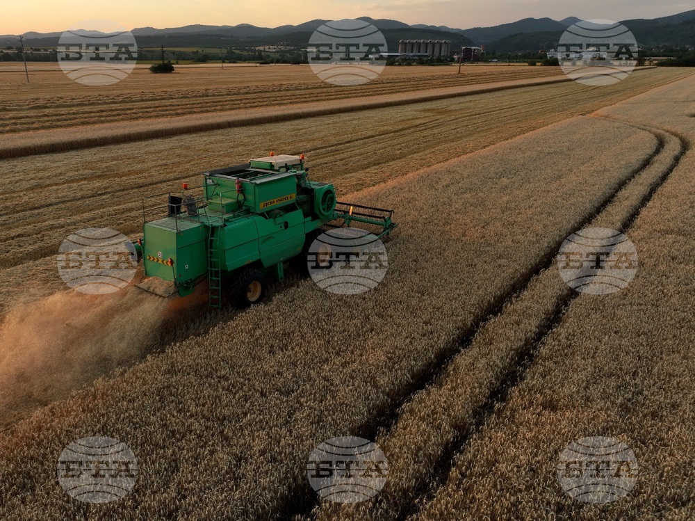 Село Локорско - жътва