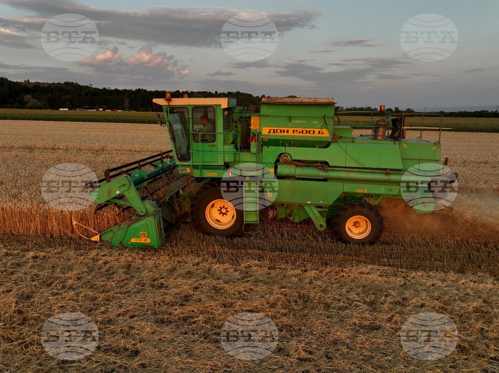 Село Локорско - жътва