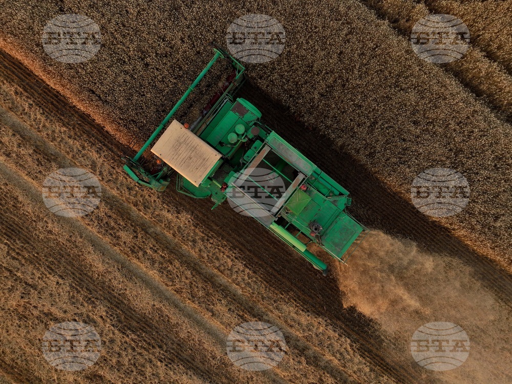 Село Локорско - жътва